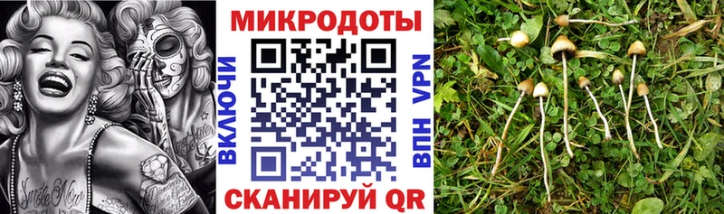Псилоцибиновые грибы Cubensis  Духовщина 